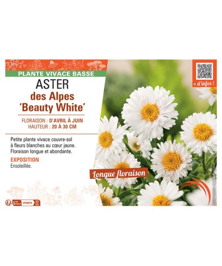 ASTER DES ALPES BEAUTY WHITE
