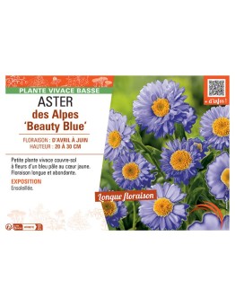ASTER DES ALPES BEAUTY BLUE