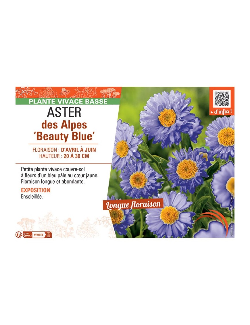 ASTER DES ALPES BEAUTY BLUE