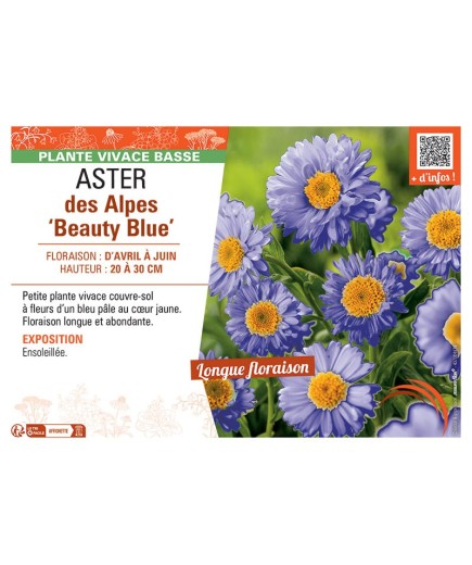 ASTER DES ALPES BEAUTY BLUE
