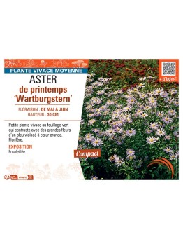 ASTER DE PRINTEMPS WARTBURGSTERN