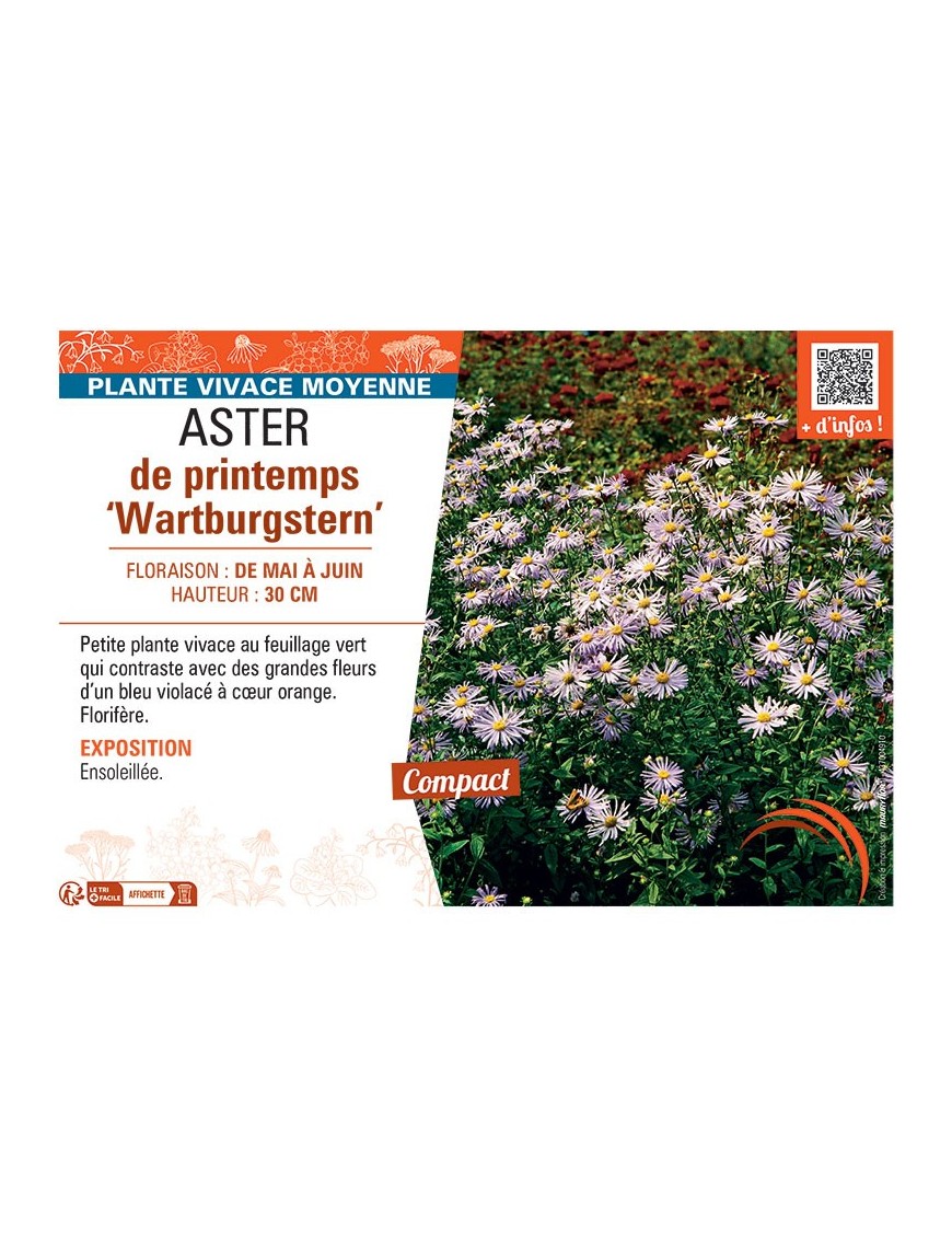 ASTER DE PRINTEMPS WARTBURGSTERN