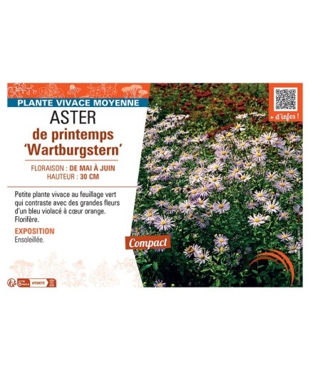 ASTER DE PRINTEMPS WARTBURGSTERN