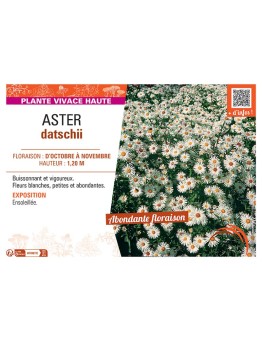 ASTER DATSCHII