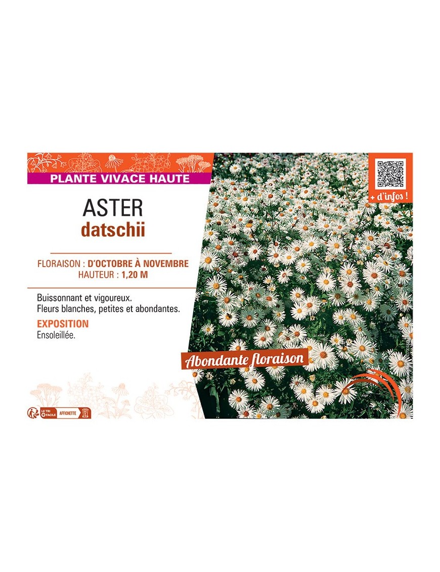 ASTER DATSCHII