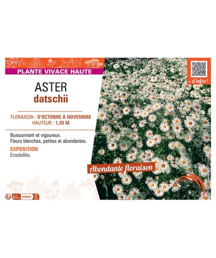 ASTER DATSCHII