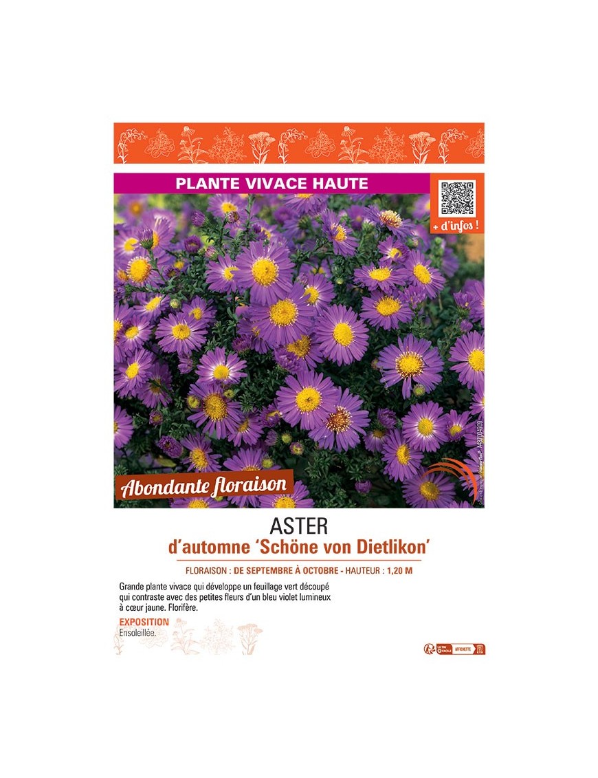 ASTER D'AUTOMNE SCHÖNE VON DIETLIKON