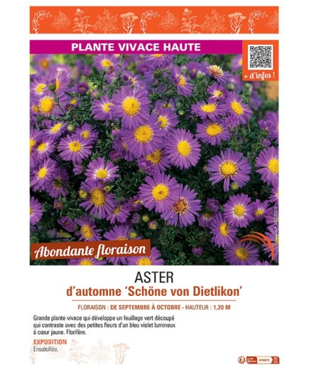 ASTER D'AUTOMNE SCHÖNE VON DIETLIKON