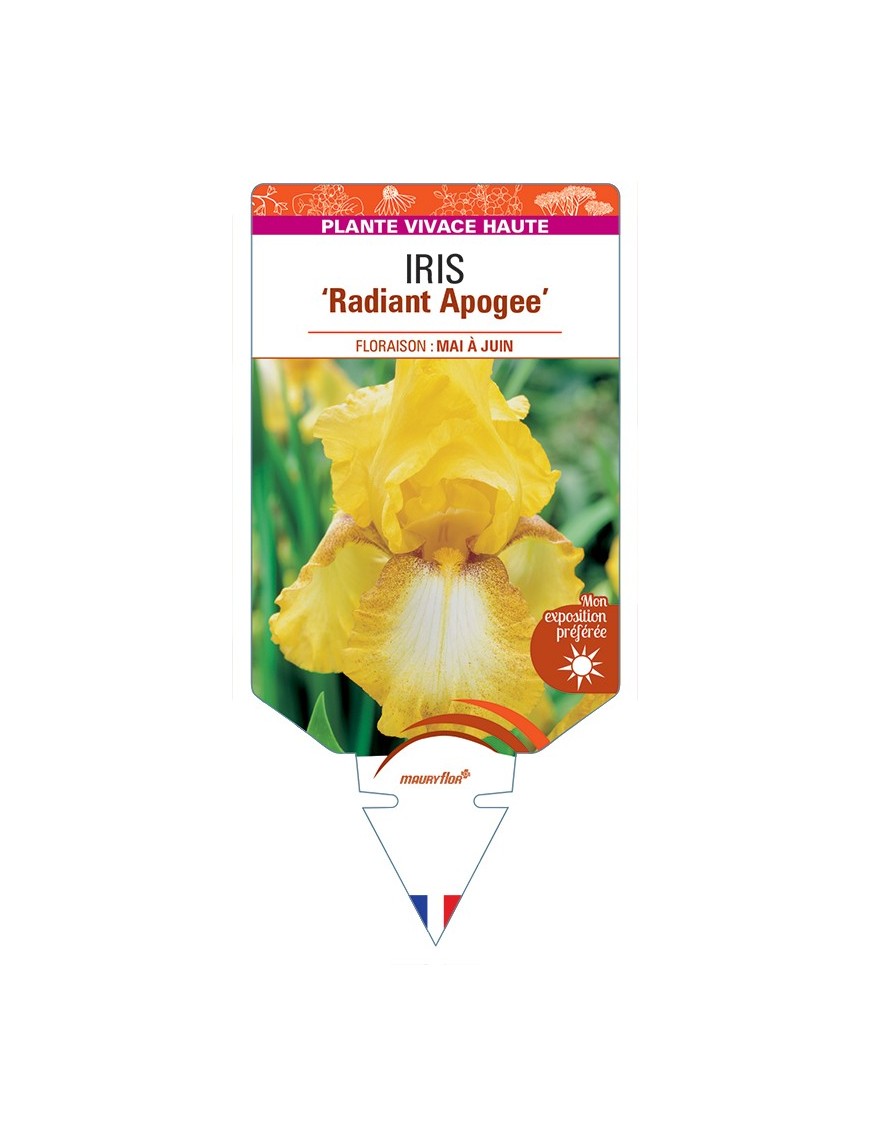 IRIS (germanica) Radiant Apogee