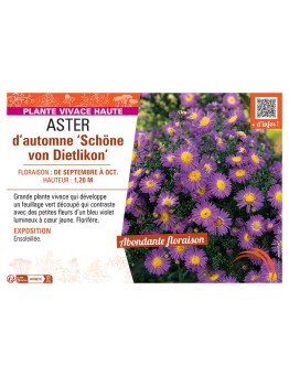 ASTER D'AUTOMNE SCHÖNE VON DIETLIKON