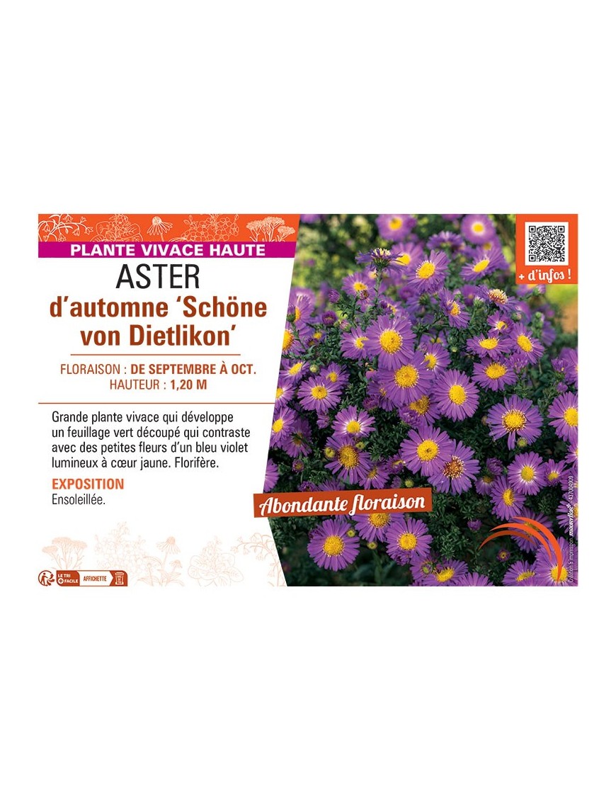 ASTER D'AUTOMNE SCHÖNE VON DIETLIKON