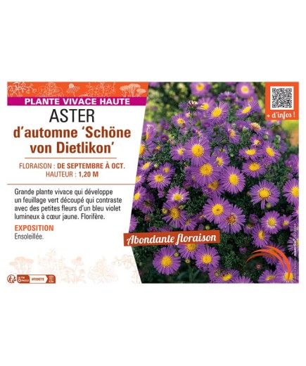 ASTER D'AUTOMNE SCHÖNE VON DIETLIKON