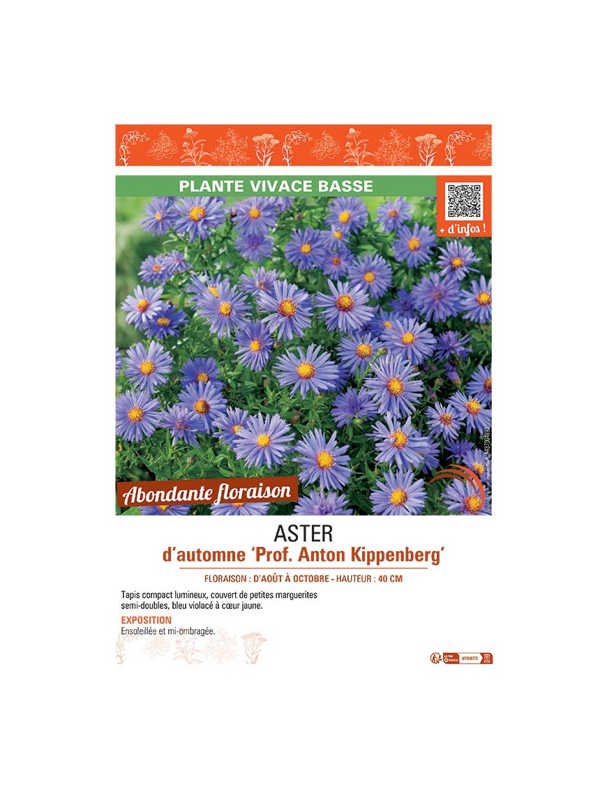 ASTER D'AUTOMNE PROF. ANTON KIPPENBERG