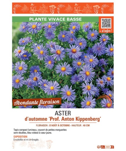 ASTER D'AUTOMNE PROF. ANTON KIPPENBERG
