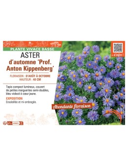 ASTER D'AUTOMNE PROF. ANTON KIPPENBERG