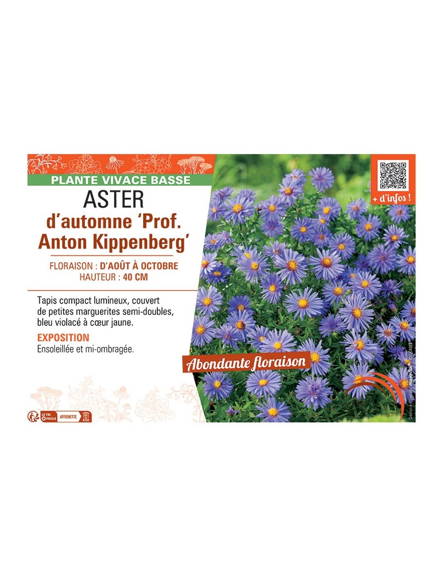 ASTER D'AUTOMNE PROF. ANTON KIPPENBERG