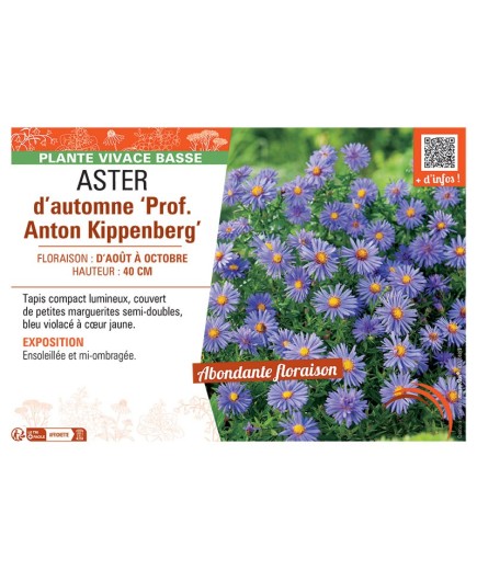 ASTER D'AUTOMNE PROF. ANTON KIPPENBERG
