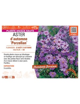 ASTER D'AUTOMNE PORZELLAN