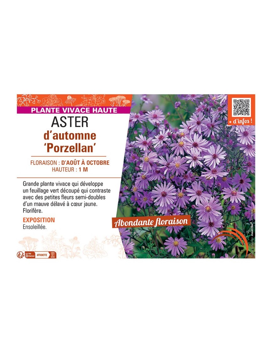 ASTER D'AUTOMNE PORZELLAN