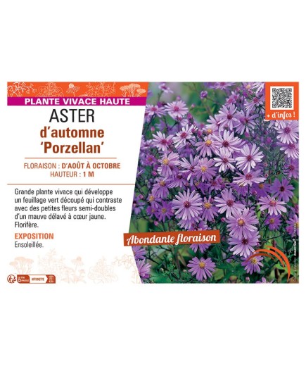 ASTER D'AUTOMNE PORZELLAN