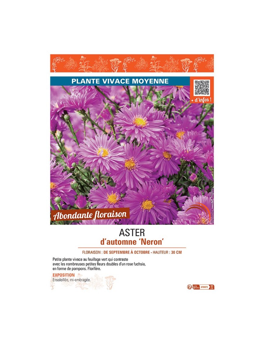 ASTER D'AUTOMNE NERON