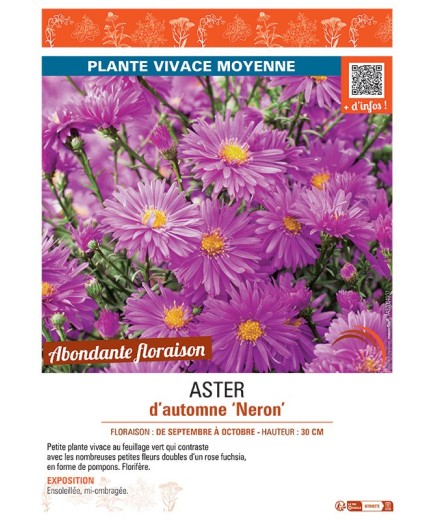 ASTER D'AUTOMNE NERON