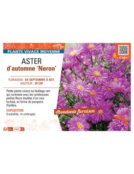 ASTER D'AUTOMNE NERON