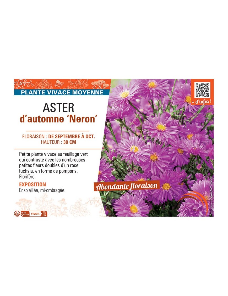 ASTER D'AUTOMNE NERON