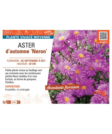 ASTER D'AUTOMNE NERON