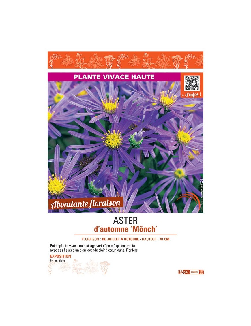ASTER D'AUTOMNE MÖNCH