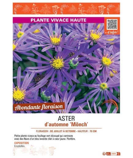 ASTER D'AUTOMNE MÖNCH