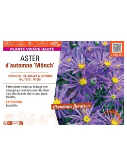ASTER D'AUTOMNE MÖNCH