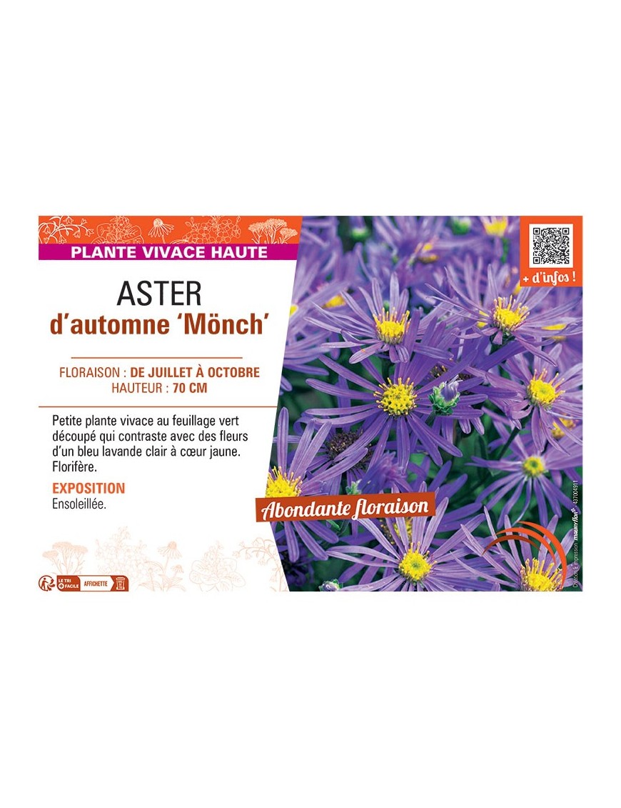 ASTER D'AUTOMNE MÖNCH