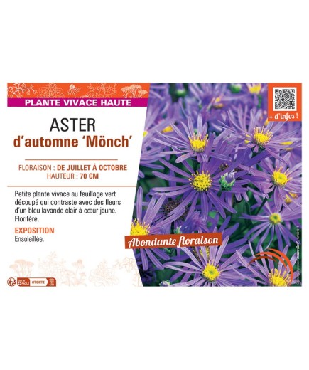 ASTER D'AUTOMNE MÖNCH
