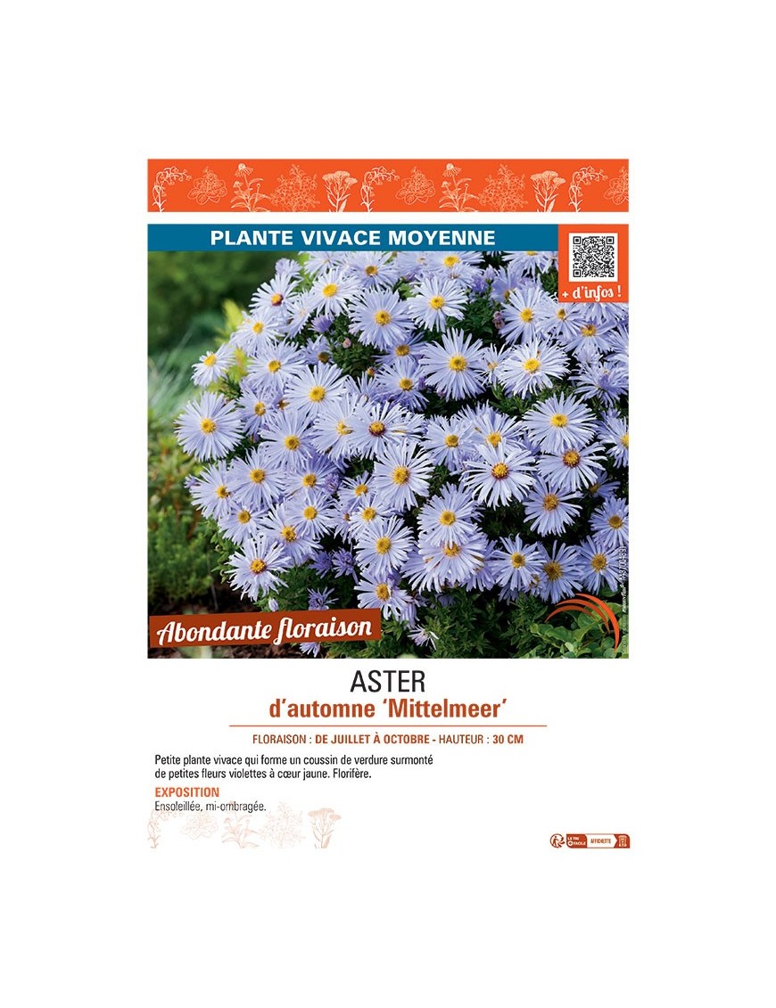 ASTER D'AUTOMNE MITTELMEER