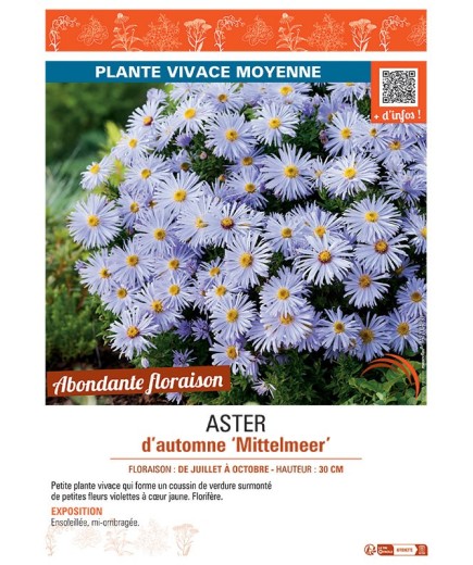 ASTER D'AUTOMNE MITTELMEER