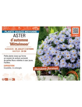 ASTER D'AUTOMNE MITTELMEER