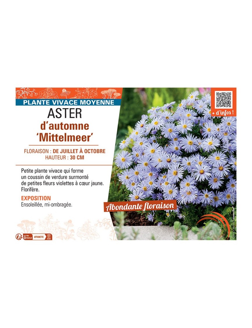 ASTER D'AUTOMNE MITTELMEER