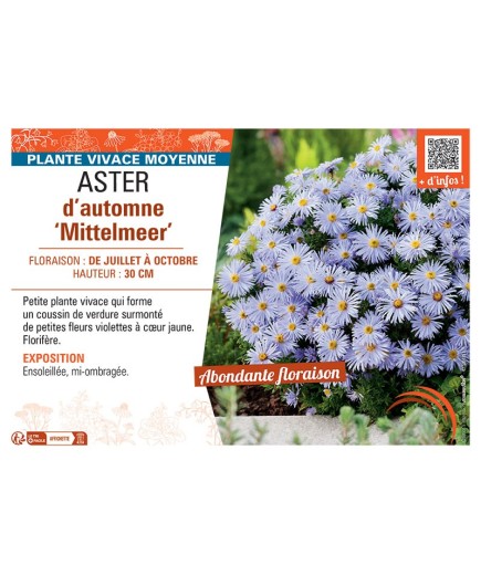 ASTER D'AUTOMNE MITTELMEER