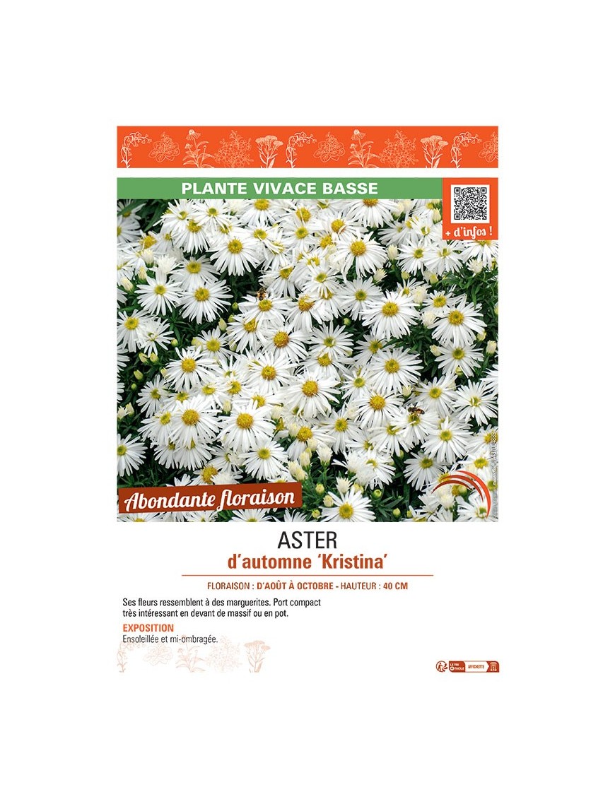 ASTER D'AUTOMNE KRISTINA