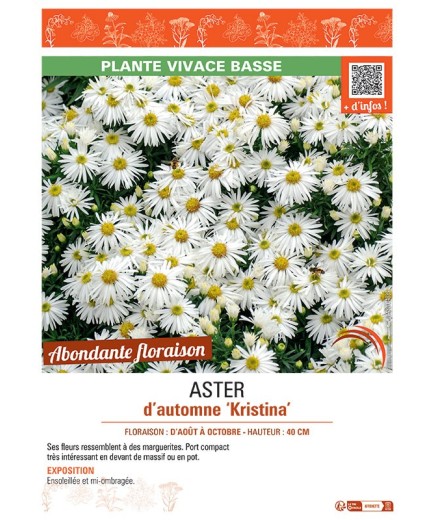 ASTER D'AUTOMNE KRISTINA