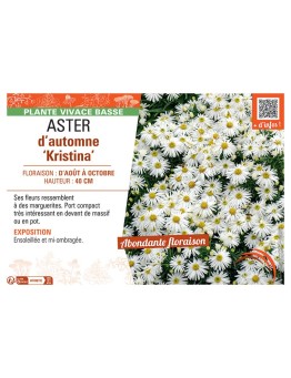 ASTER D'AUTOMNE KRISTINA