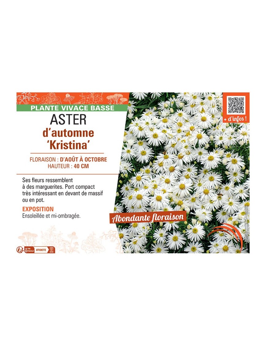 ASTER D'AUTOMNE KRISTINA