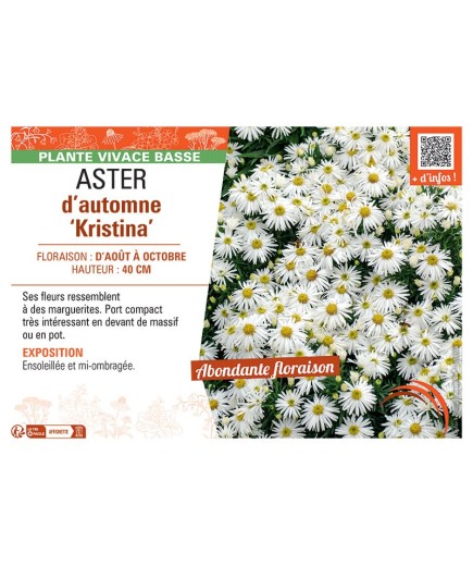 ASTER D'AUTOMNE KRISTINA