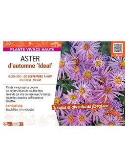 ASTER D'AUTOMNE IDEAL