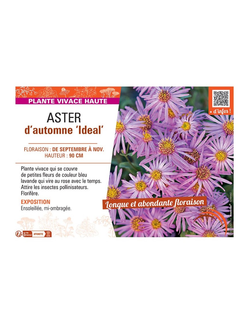 ASTER D'AUTOMNE IDEAL