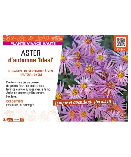 ASTER D'AUTOMNE IDEAL