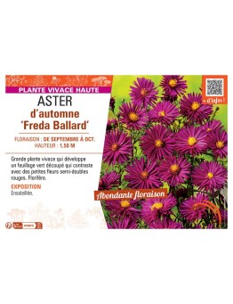 ASTER D'AUTOMNE FREDA BALLARD