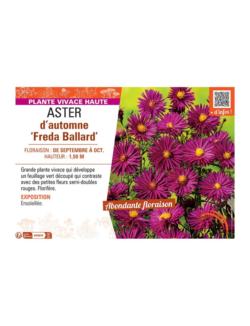 ASTER D'AUTOMNE FREDA BALLARD