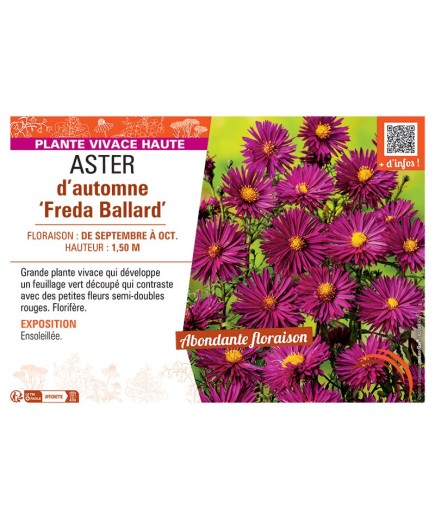 ASTER D'AUTOMNE FREDA BALLARD